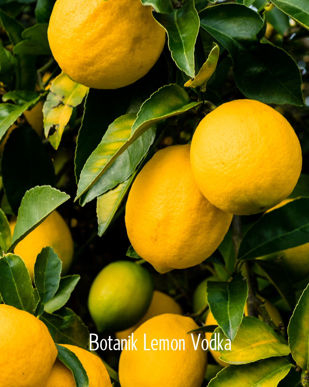 Lemon VODKA - 500ml 6 PACK